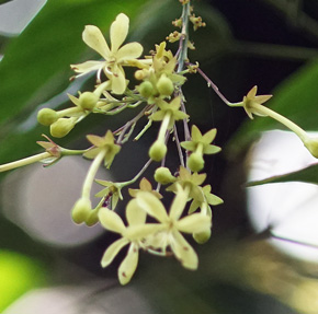 Clerodendrum disparifolium