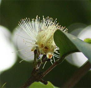 Syzygium aqueum